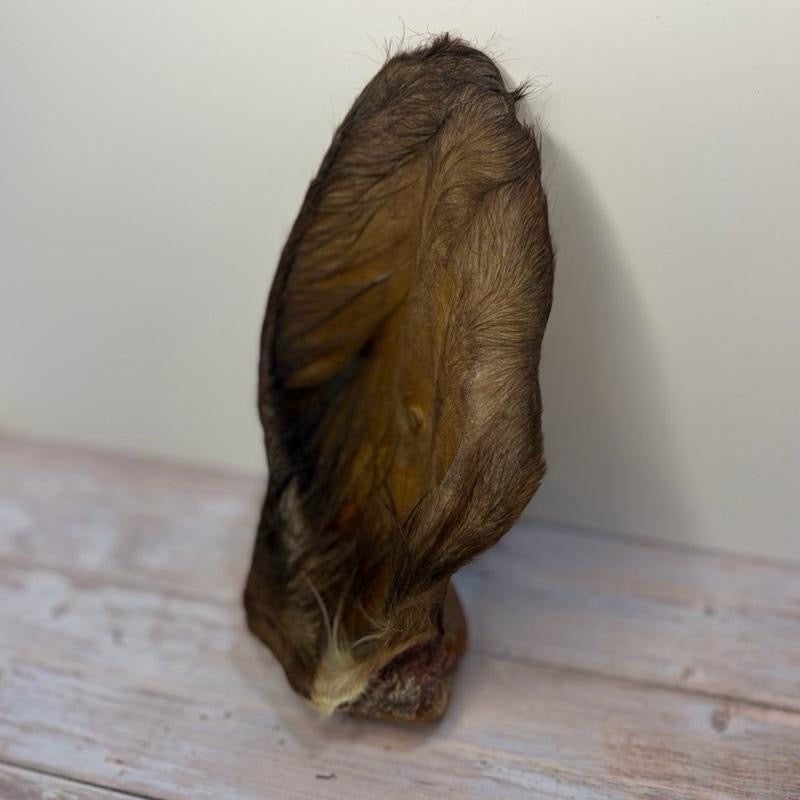 Hairy Cow Ears