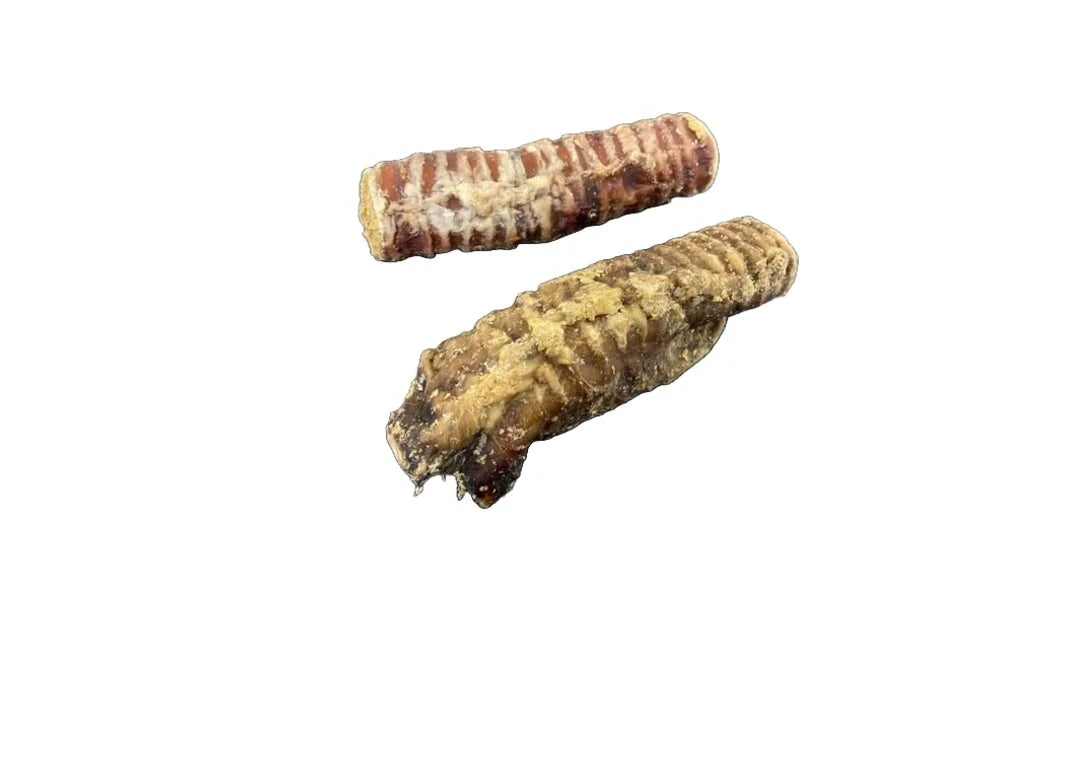 Trachea Filled With Collagen - freeze to last longer