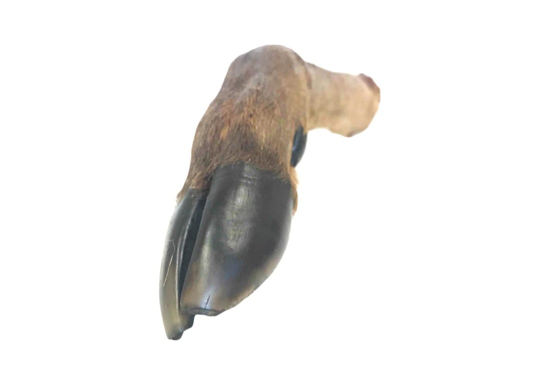 Venison legs with fur