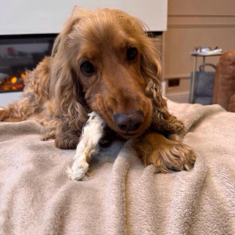 Natural Hairy Rabbit Ears - dogs from 12 weeks